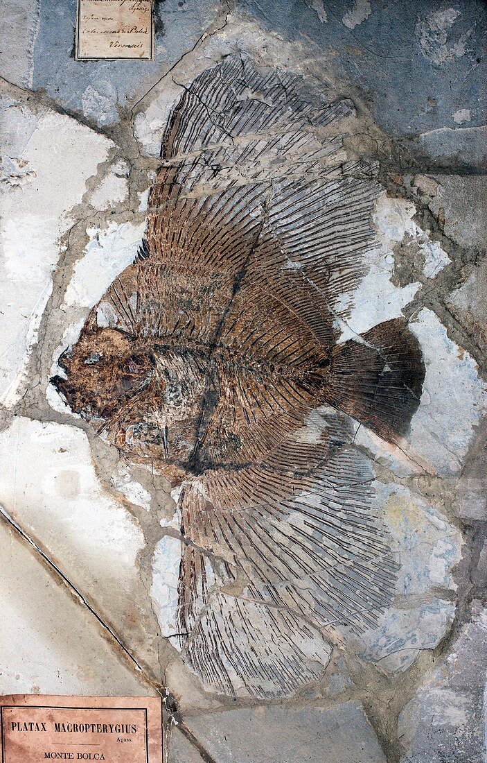 Platax fish fossil