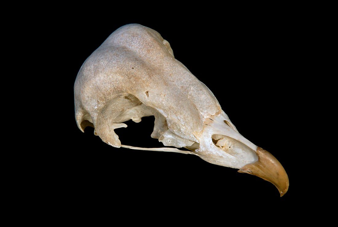 Barn owl skull