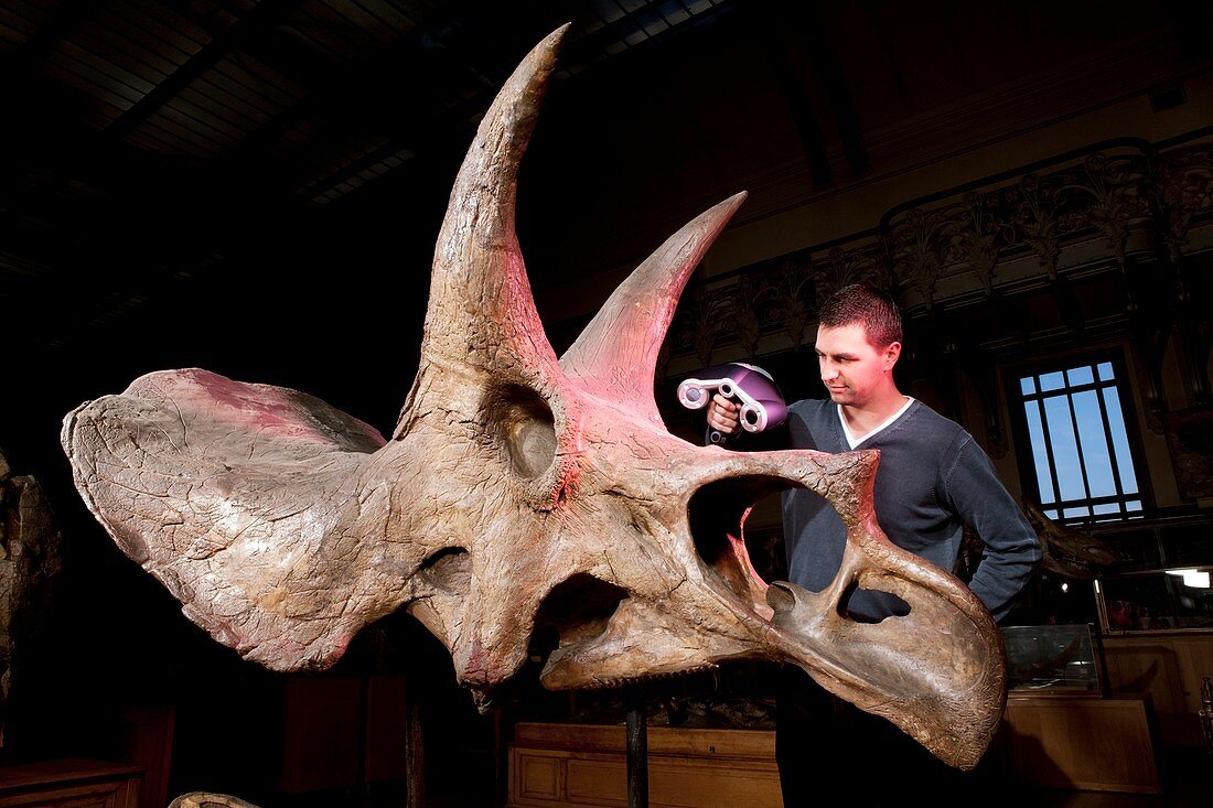 Triceratops fossil,3D scanning