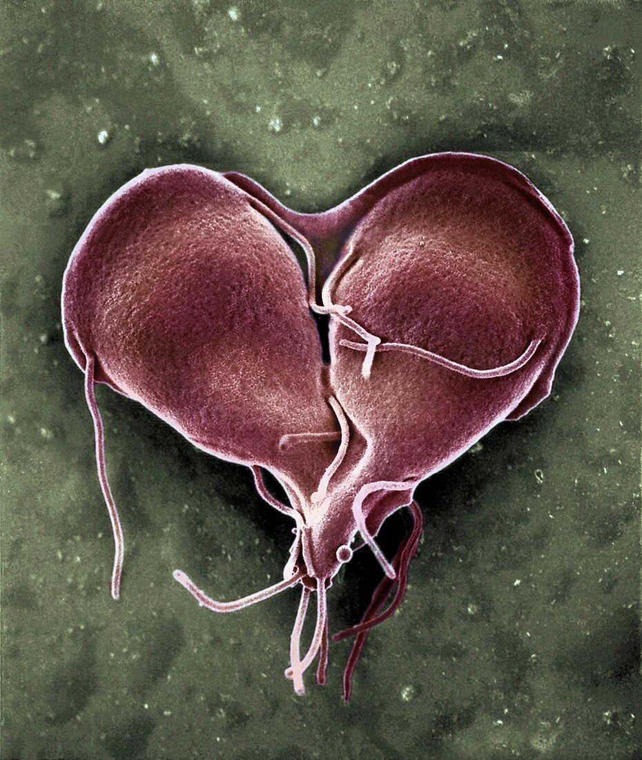 Giardia lamblia protozoan dividing,SEM