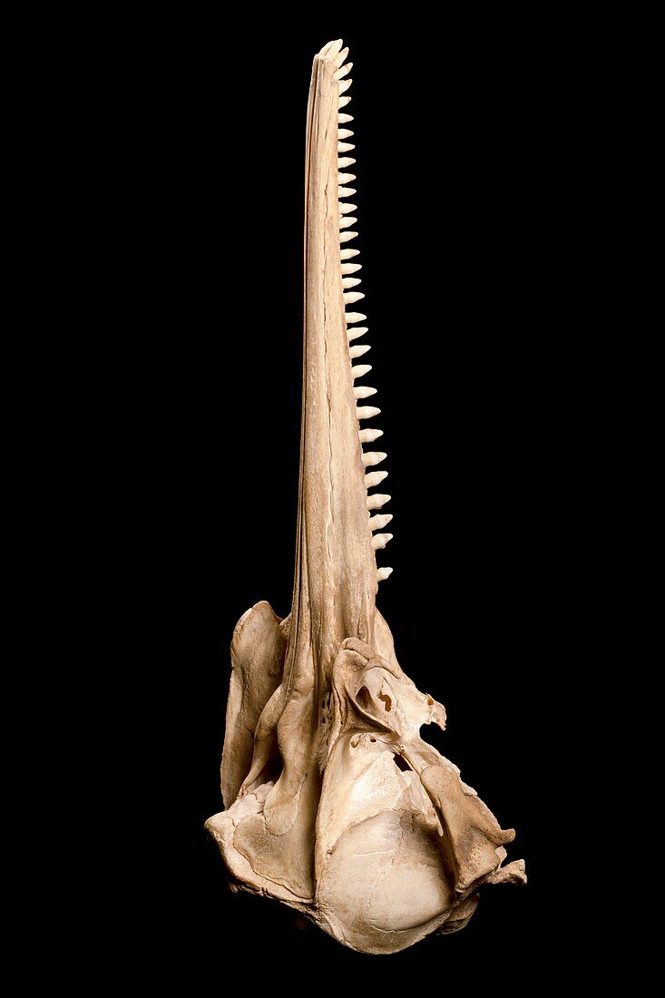 Dolphin skull,side view