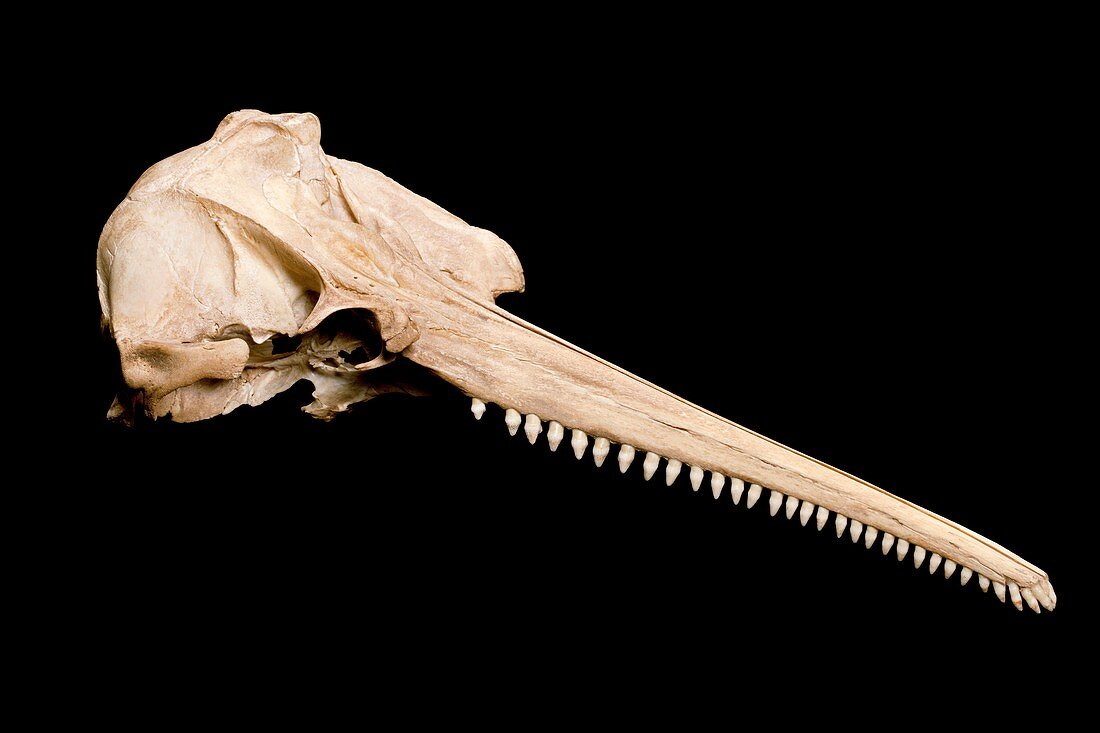 Dolphin skull,dorsal view