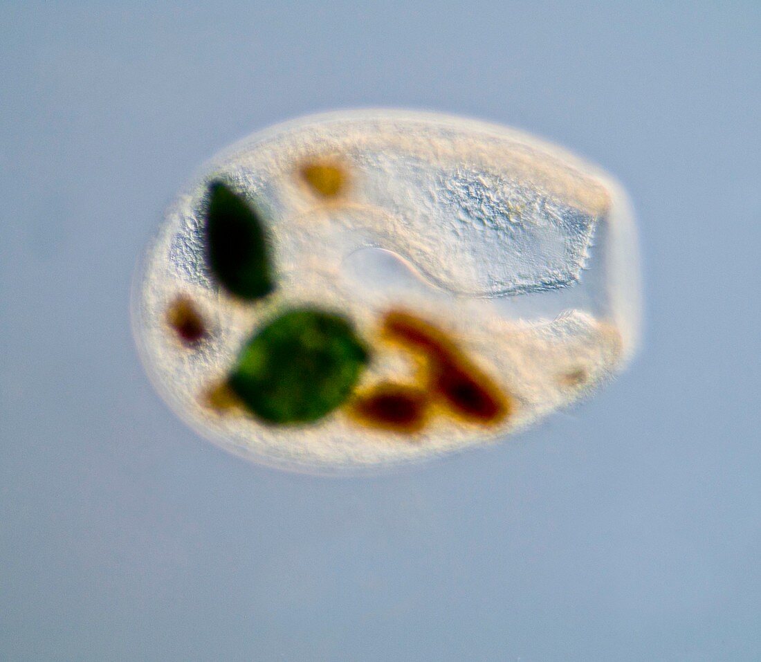 Bursaria protozoan,light micrograph