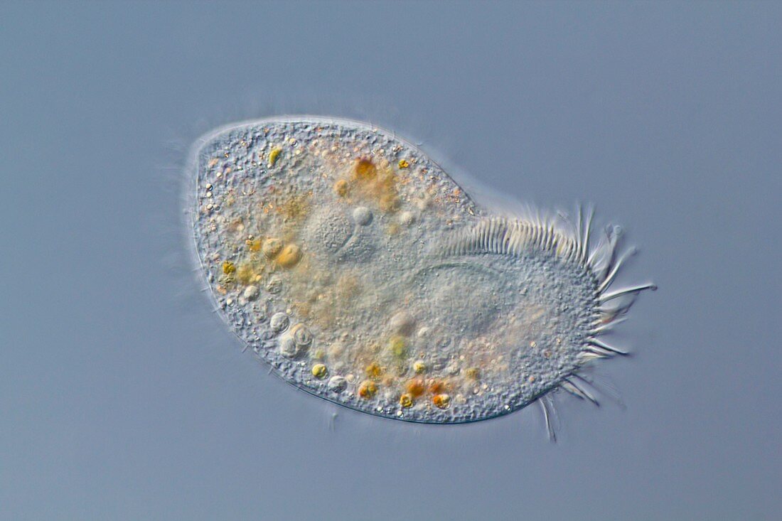 Hypotrich protozoan,light micrograph