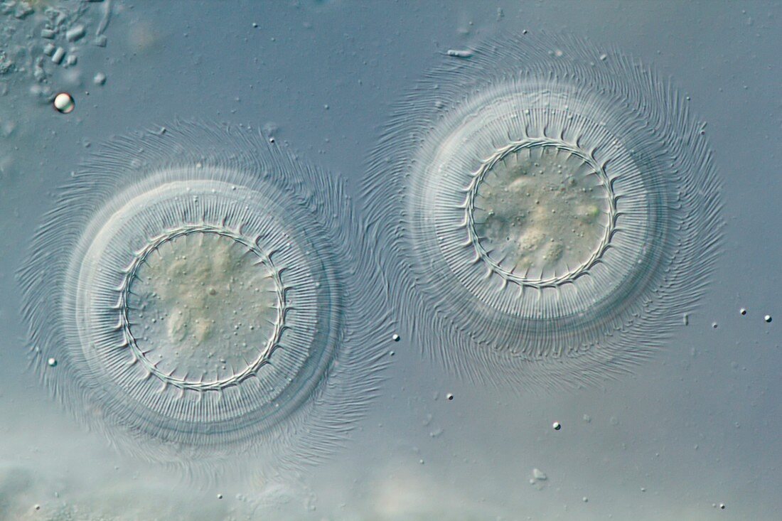 Hypotrich protozoan,light micrograph