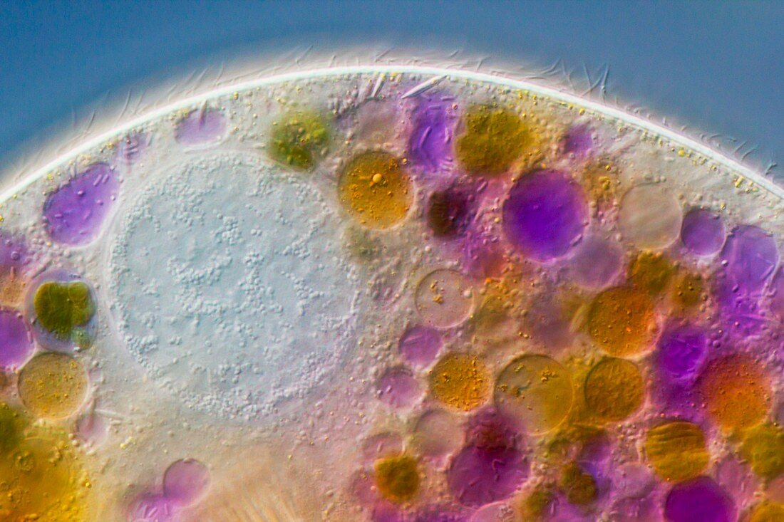 Nassula protozoan,light micrograph