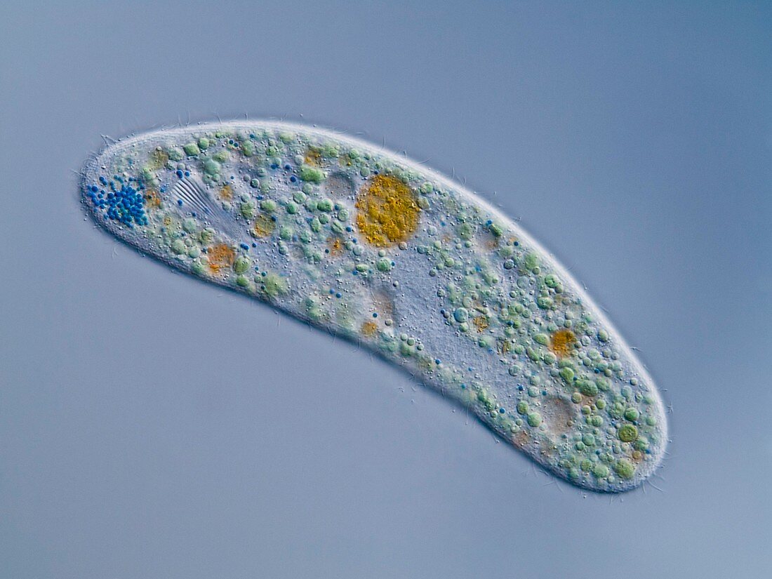 Nassulide protozoan,light micrograph