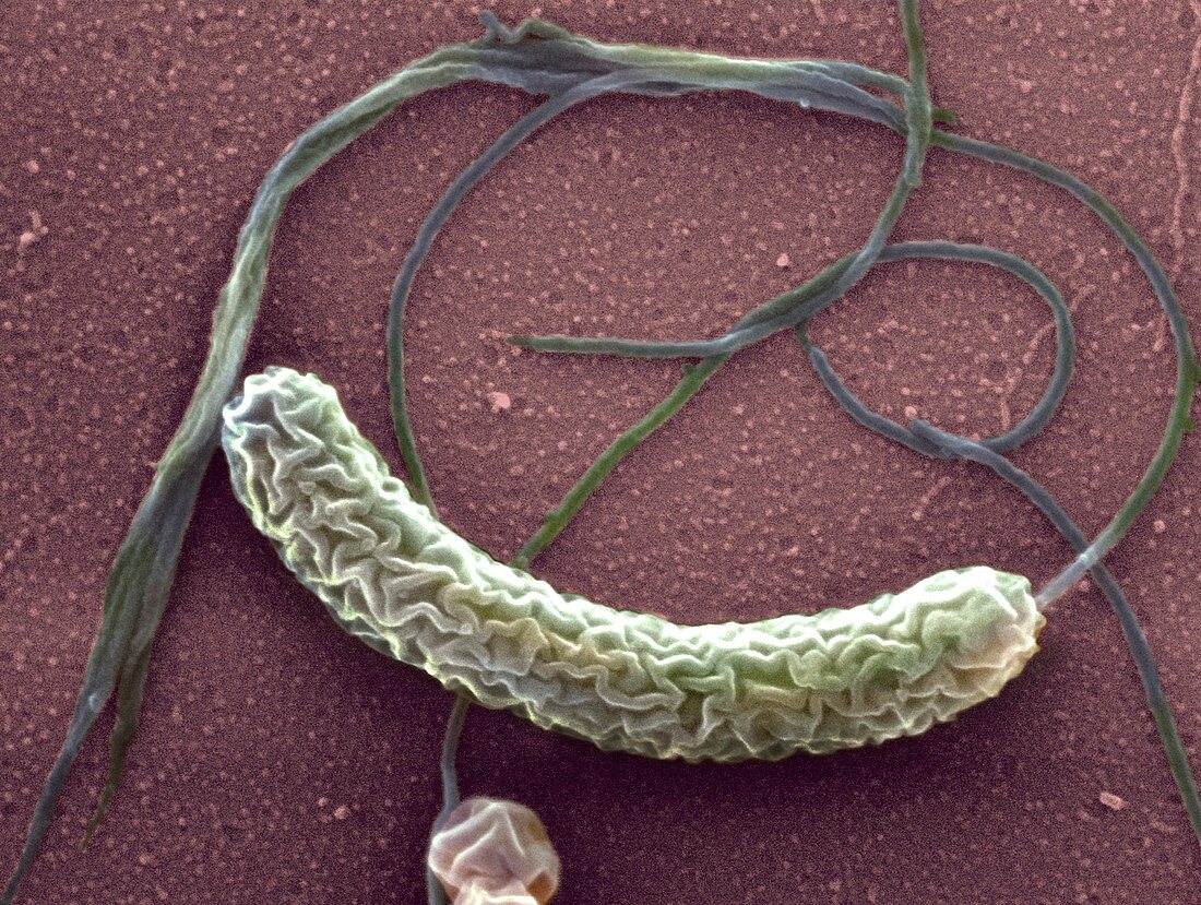 Cholera bacterium,SEM