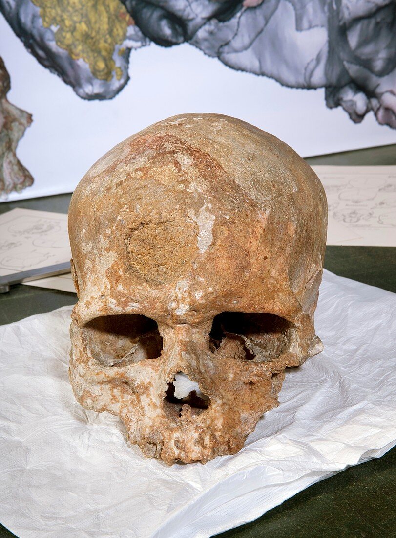 Cro-Magnon 1 fossil skull