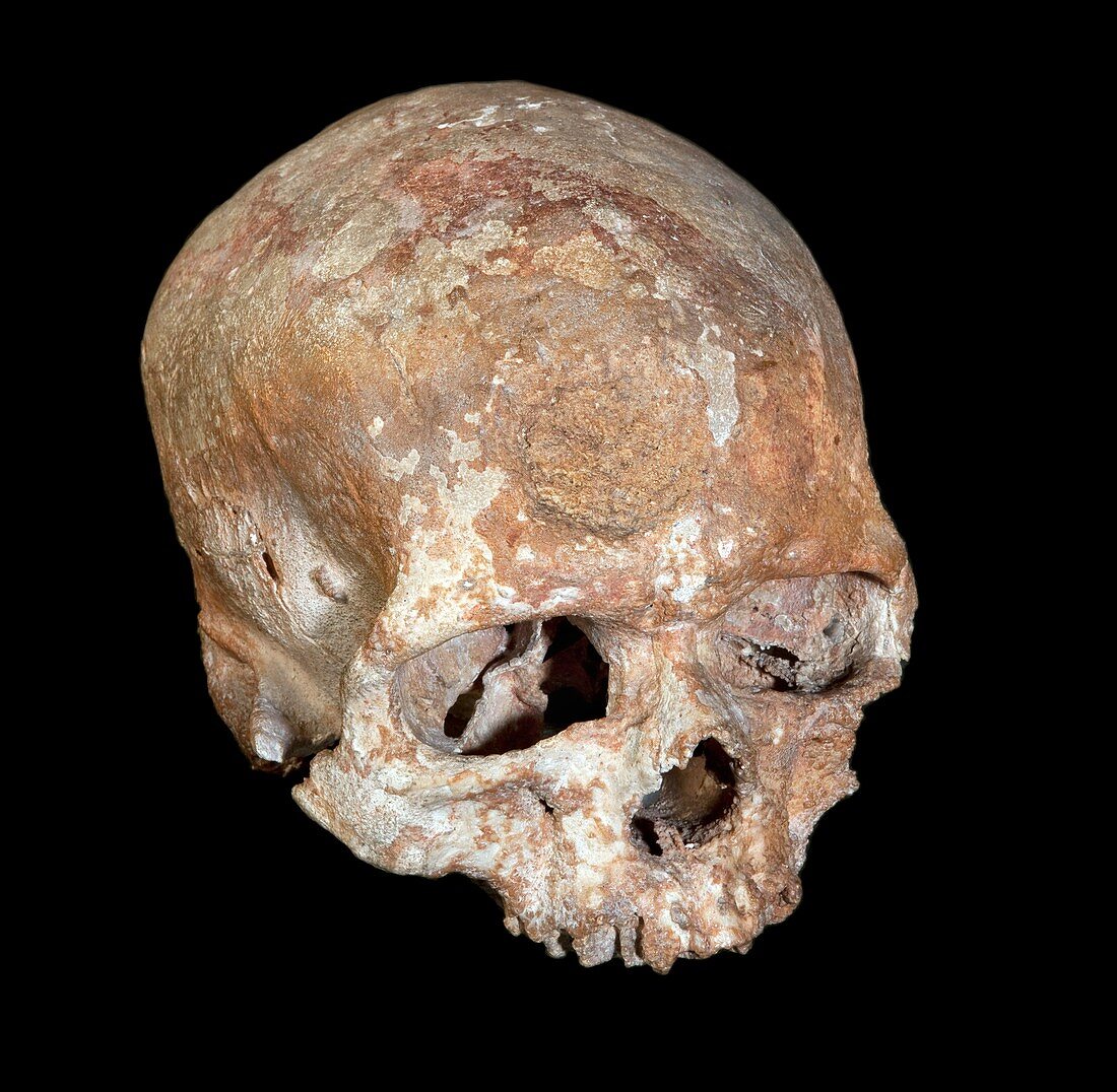 Cro-Magnon 1 fossil skull
