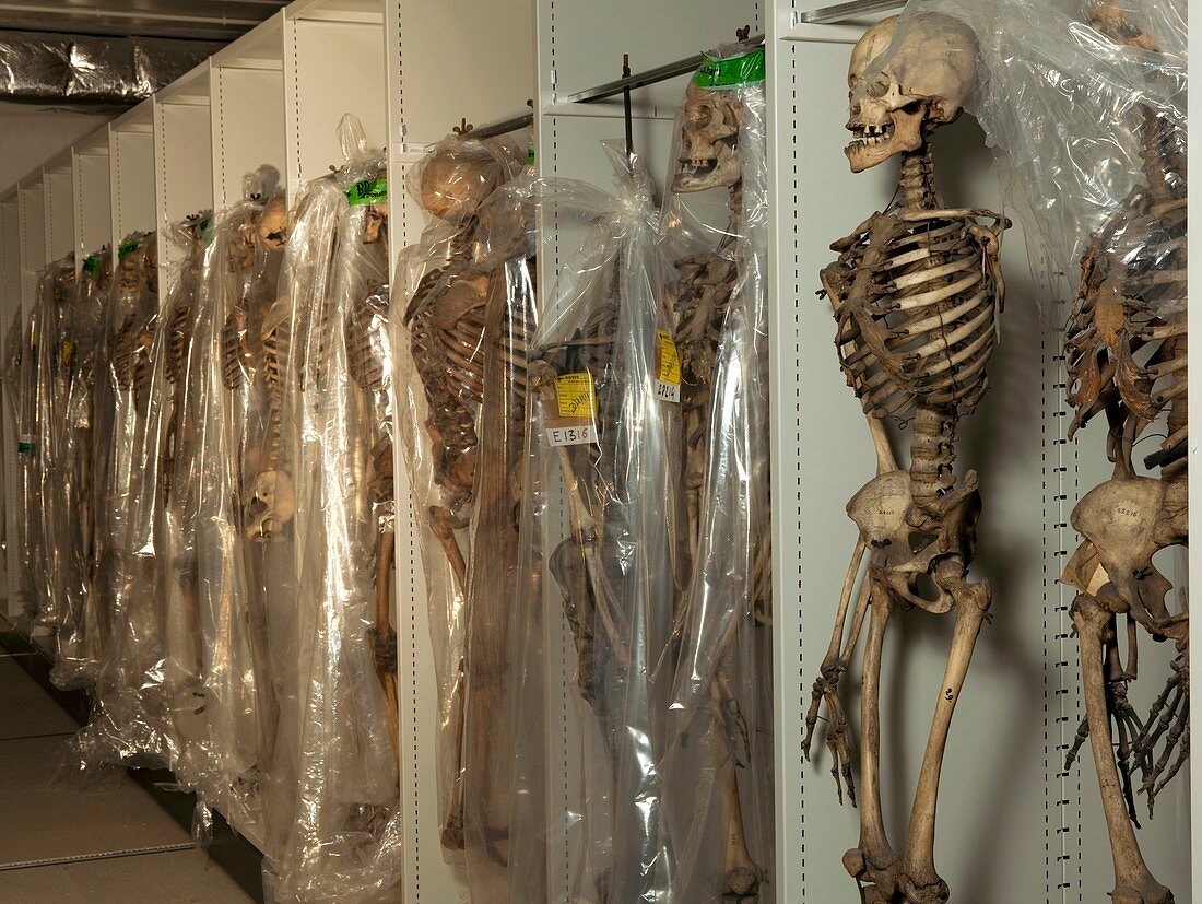Museum collection of human skeletons