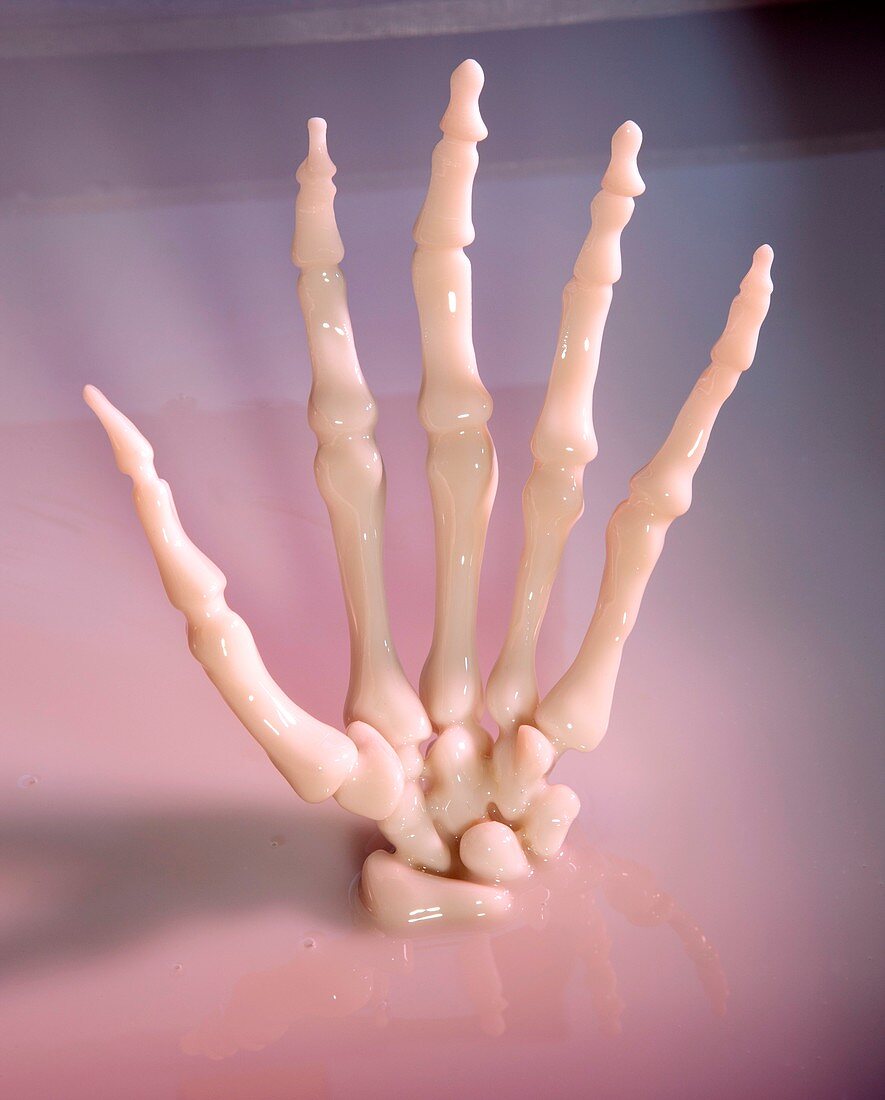 Human hand skeleton,resin cast