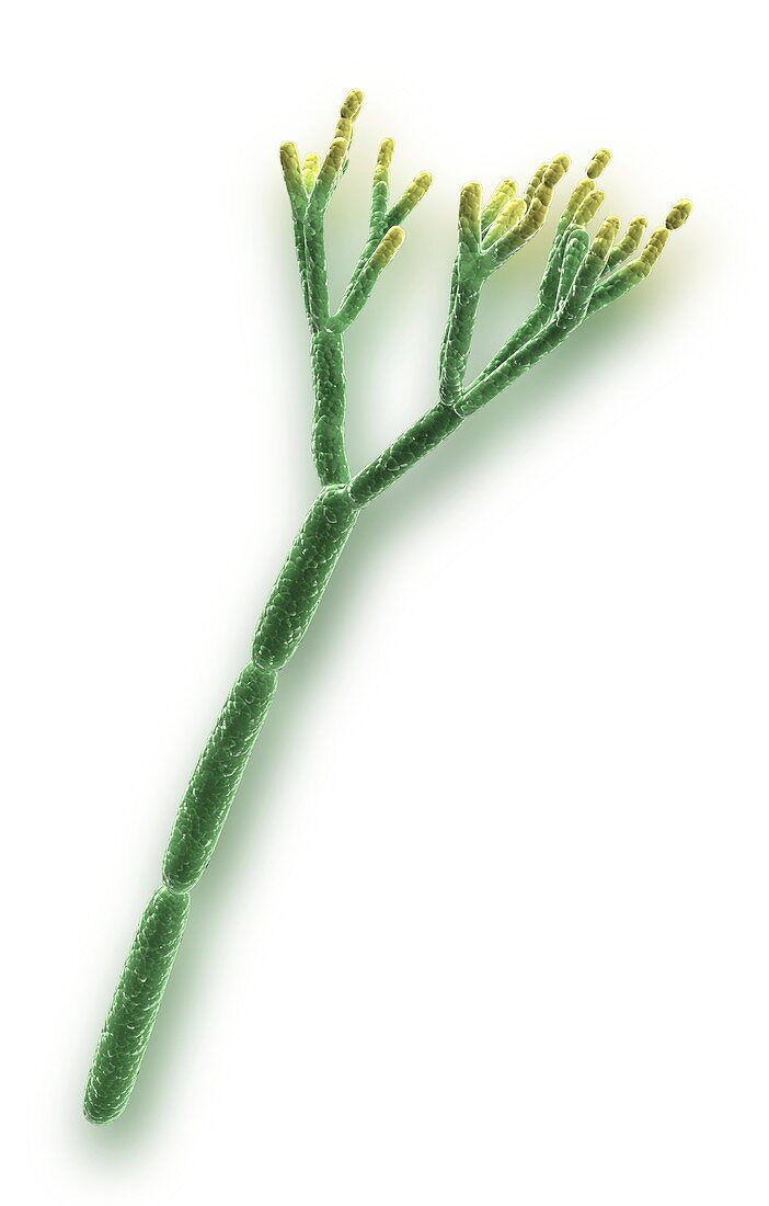 Penicillium chrysogenum,artwork