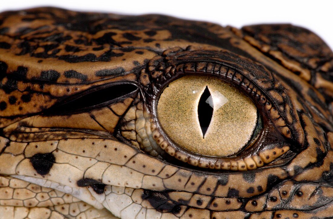 Eye and ear of a young Nile crocodile