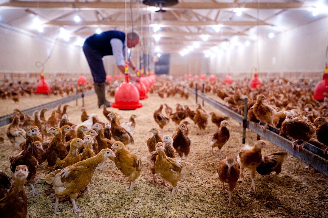 Chicken farming