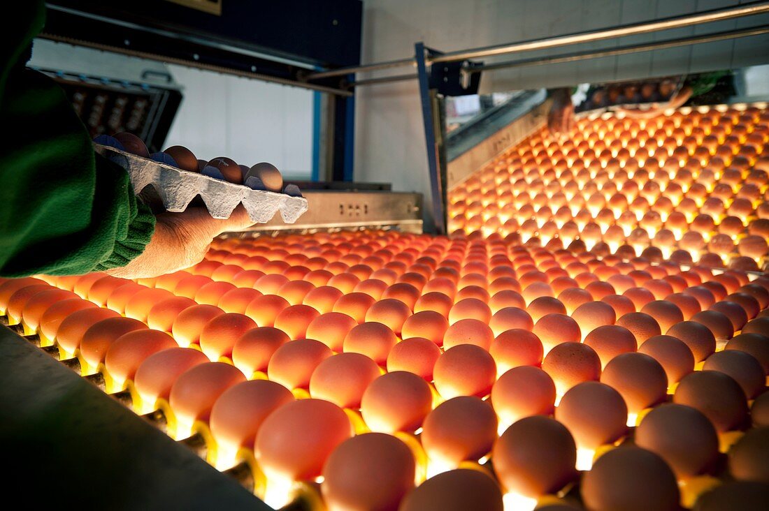 Egg packaging line