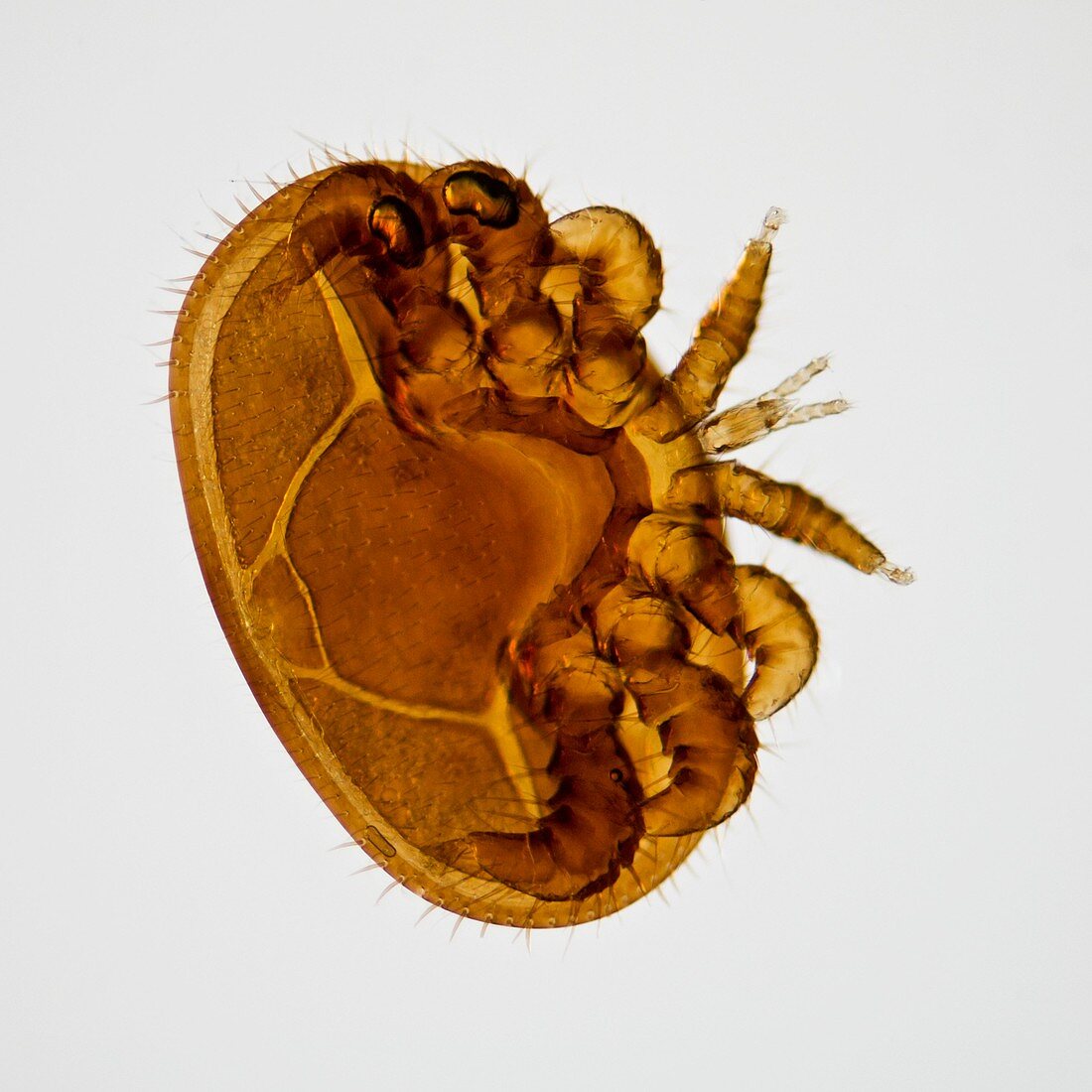 Honey bee mite,light micrograph