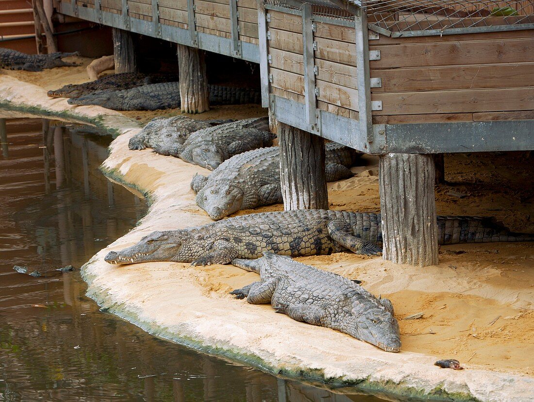 Nile crocodiles at a crocodile farm