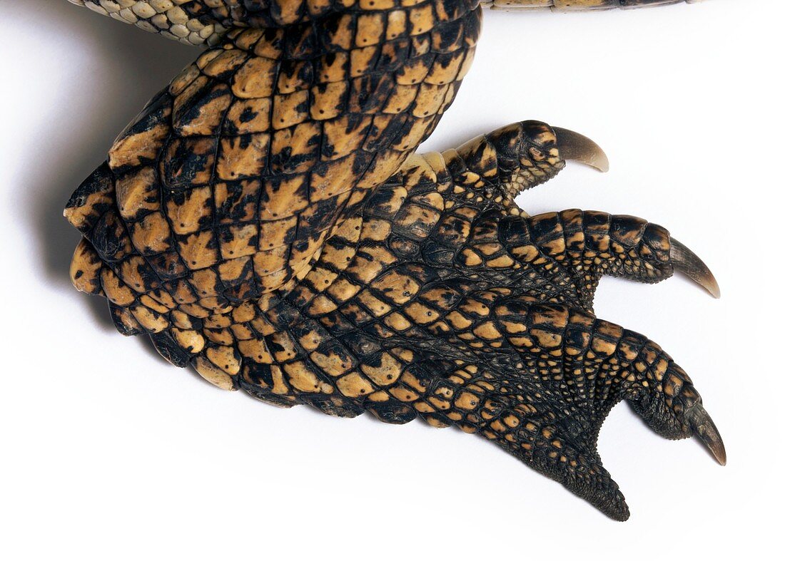 Rear leg of young Nile crocodile