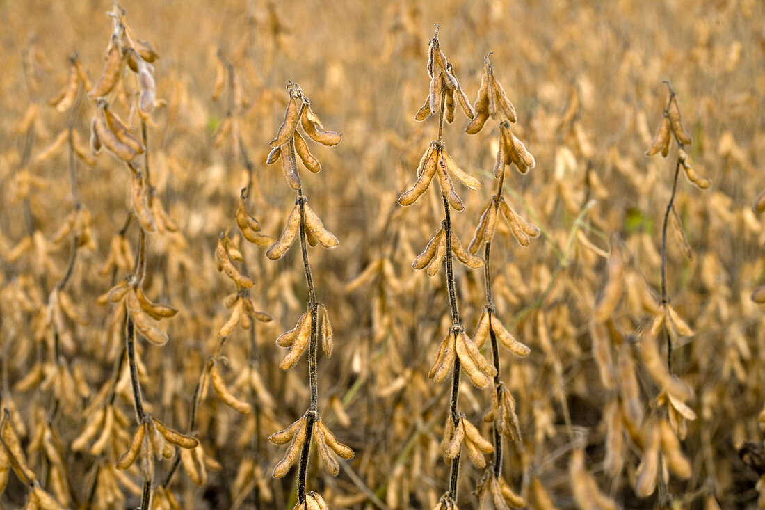 Soybeans,Iowa