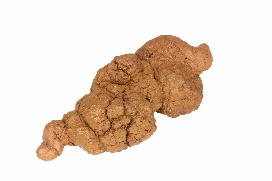 Coprolites,Miocene Period