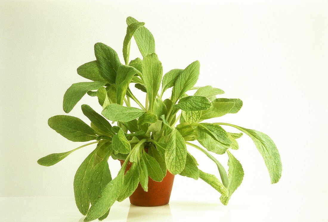 Borage Growing in a Clay Pot