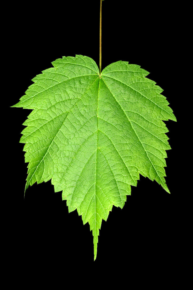 Mountain Maple Leaf (Acer spicatum)