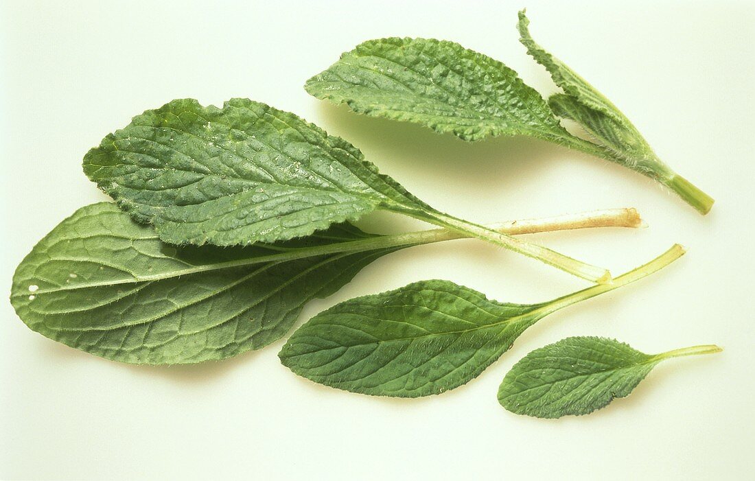 Borage Leaves