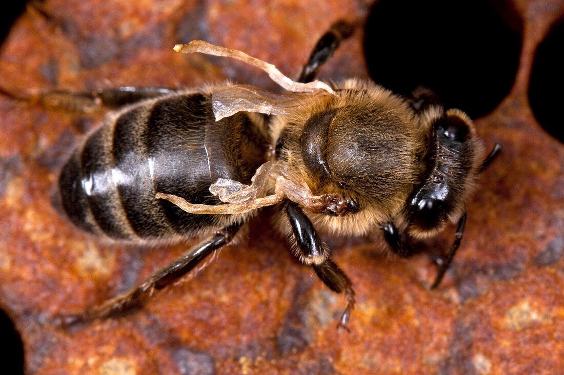 Diseased honey bee