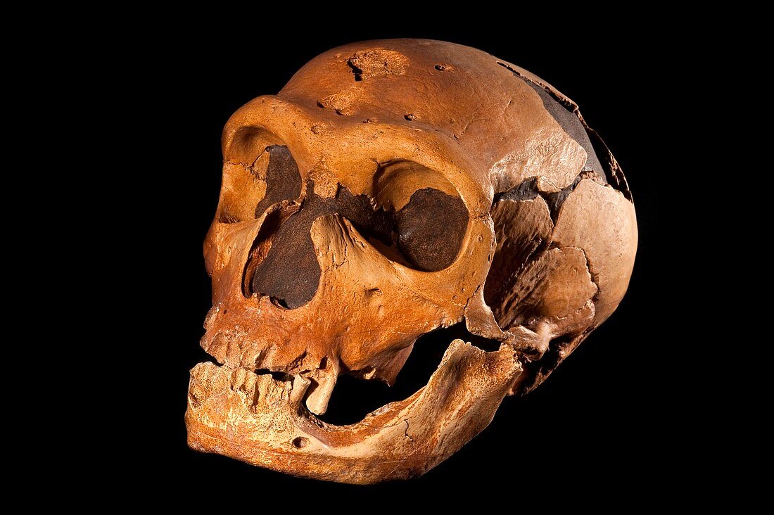 Cro-magnon fossil skull