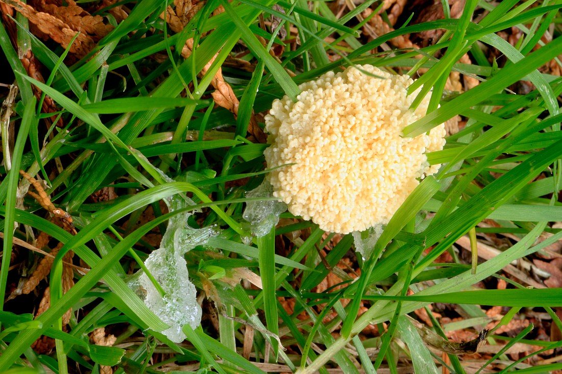 White slime mould fungus