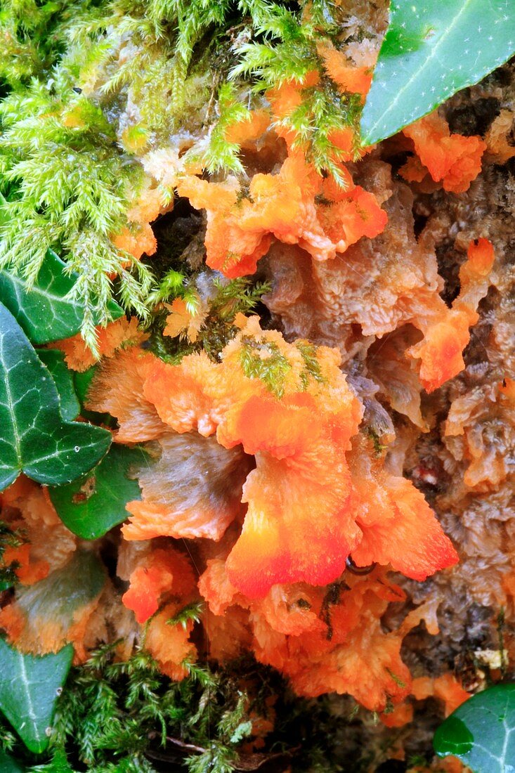 Orange pleat fungus