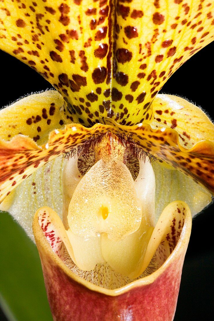 Orchid (Paphiopedilum x Americain)