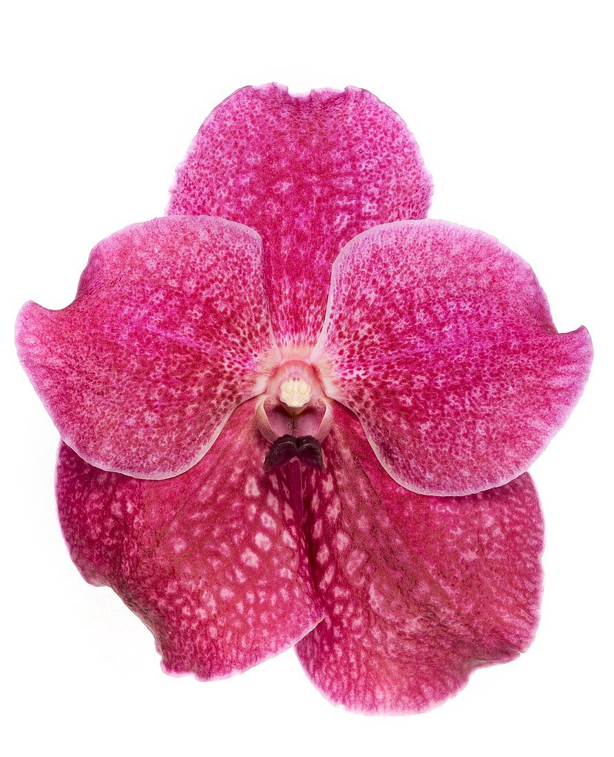Orchid (Vanda sp.) flower