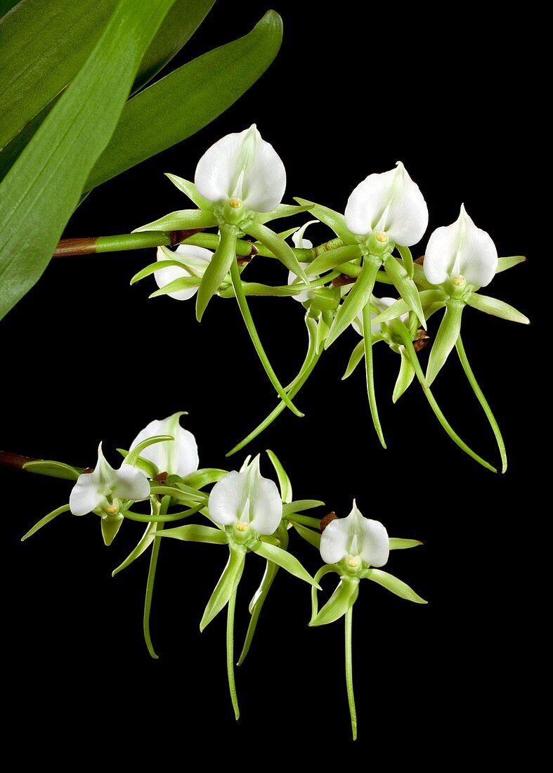 Darwin's orchid (Angraecum sesquipedale)
