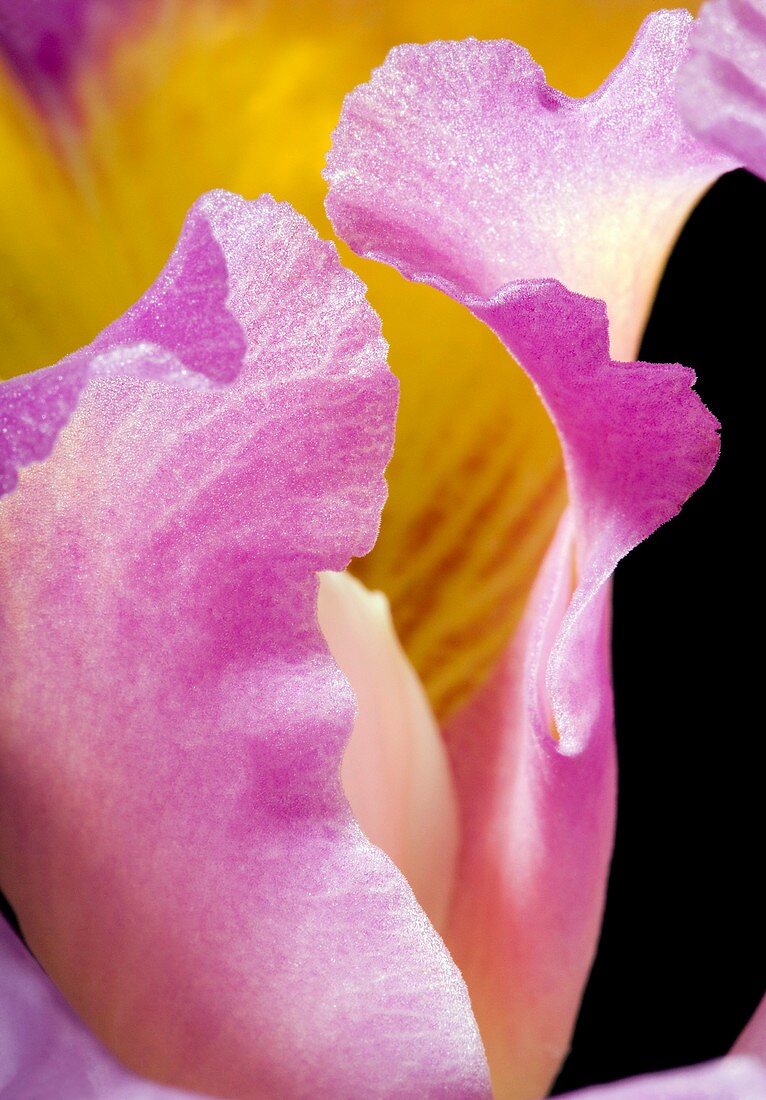 Orchid (Cattleya sp.) flower