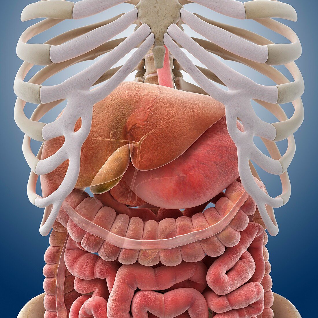 Digestive system,artwork