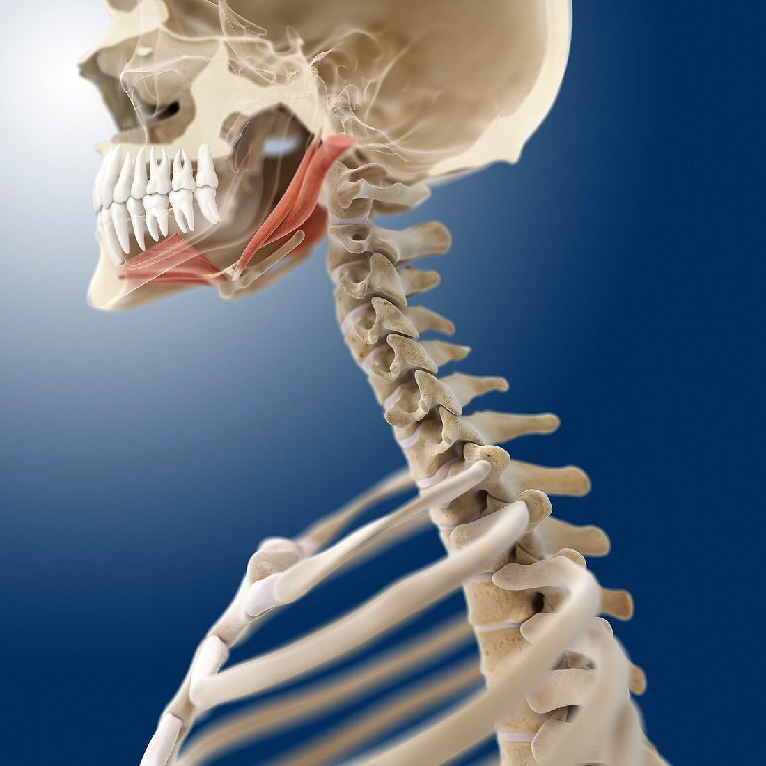Suprahyoid muscles,artwork