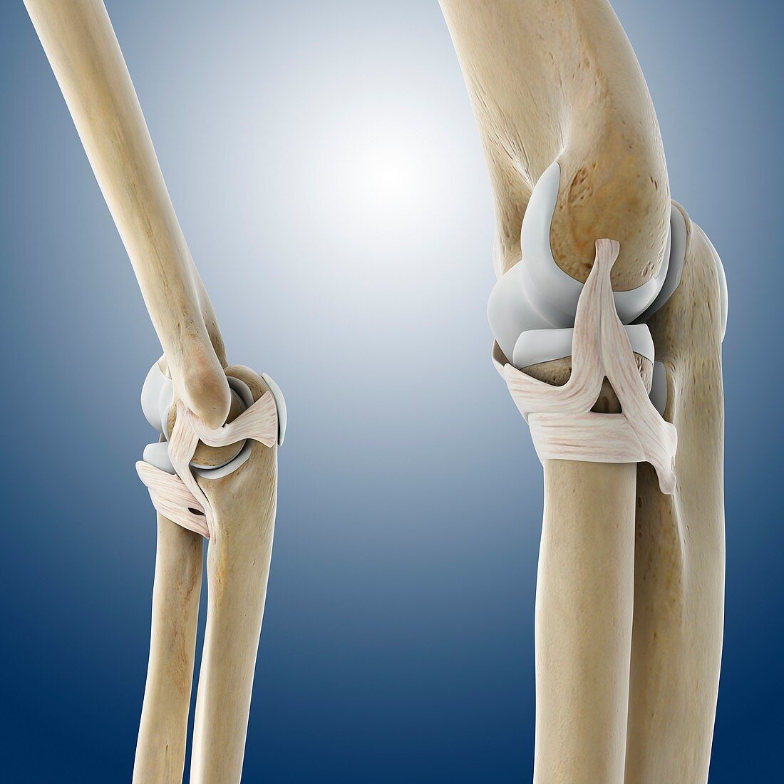 Elbow ligaments,artwork