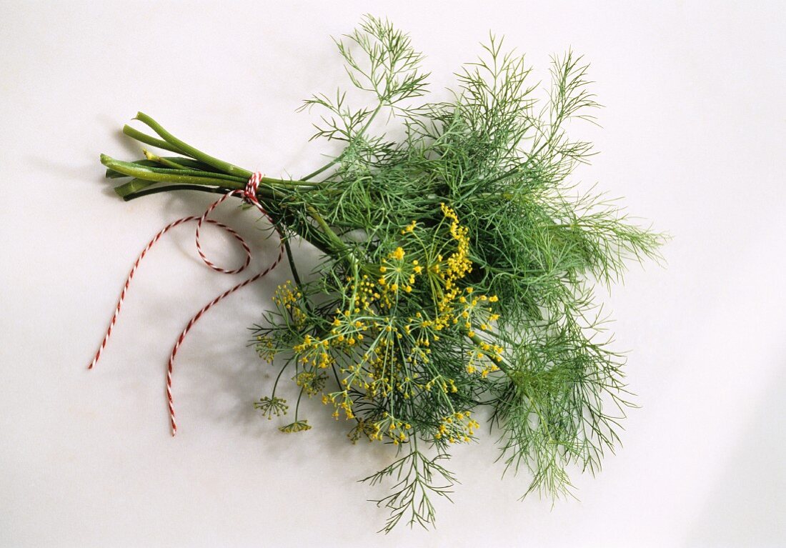 Dill mit Dillblüte