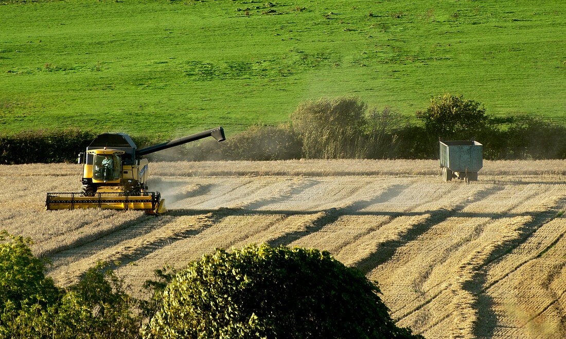 Combine harvester cutting crops