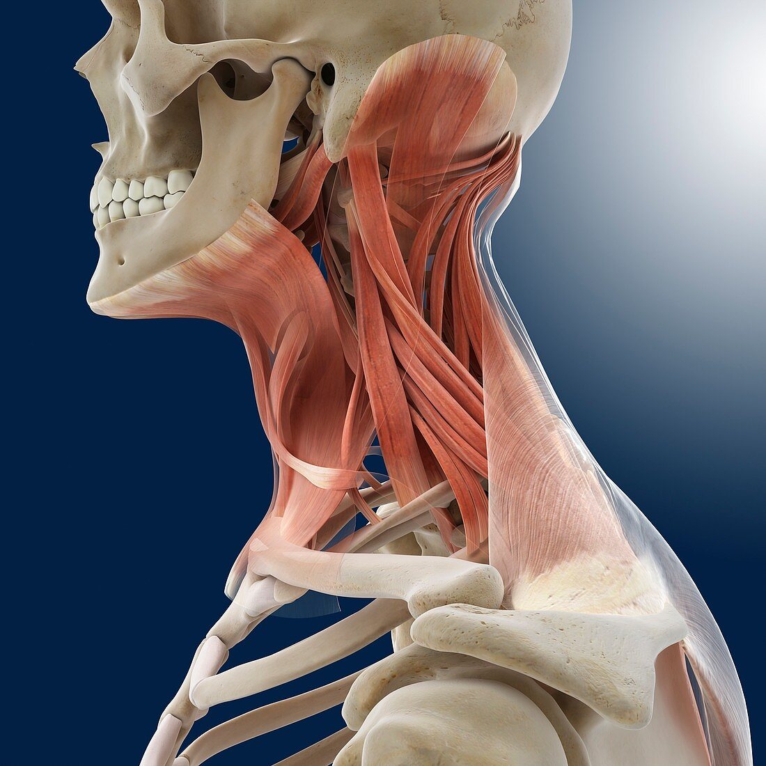 Neck muscles,artwork