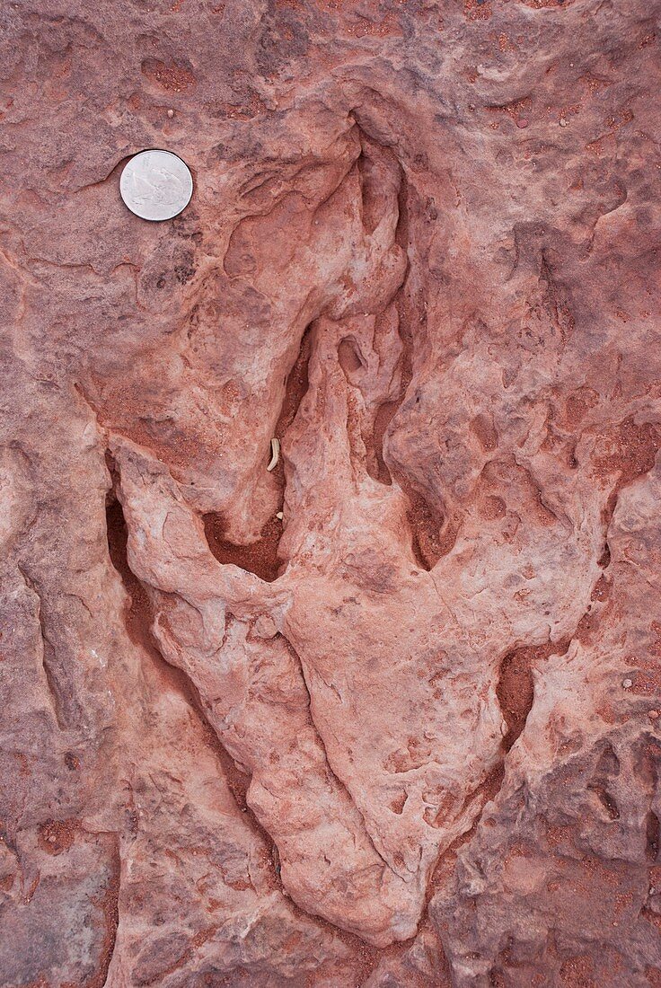 Dinosaur footprint in Arizona
