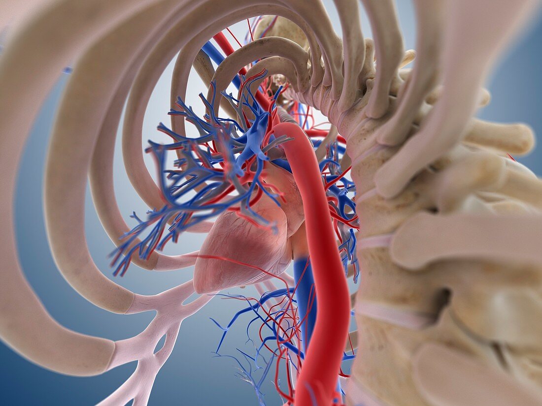 Cardiovascular system,artwork