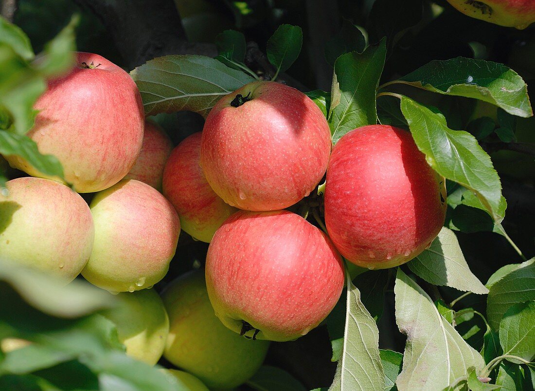 Apple (Malus domestica 'Piflora')
