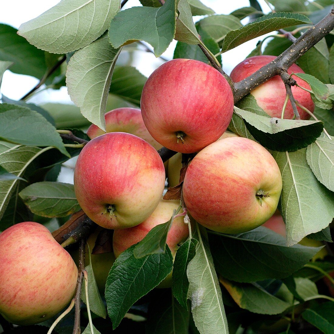 Apple (Malus domestica 'Rebella')