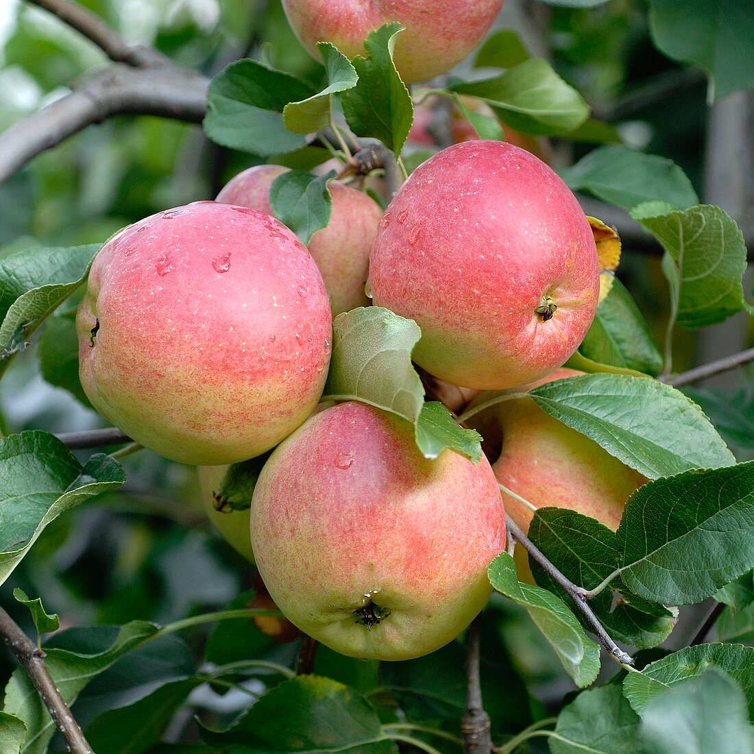 Apple (Malus domestica 'Relinda')