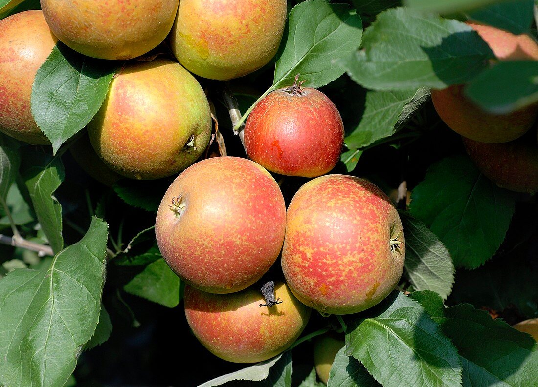 Apple (Malus domestica 'Roter Boskoop')