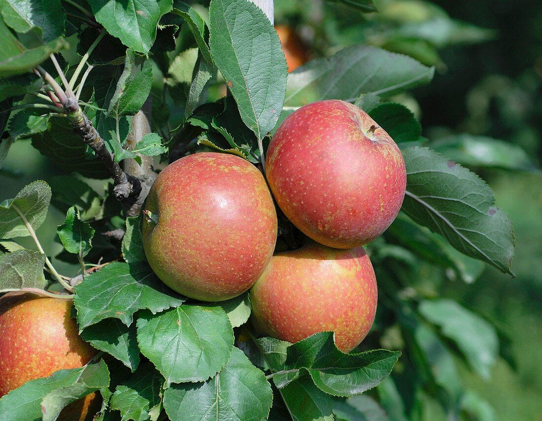 Apple (Malus domestica 'Spurkoop')