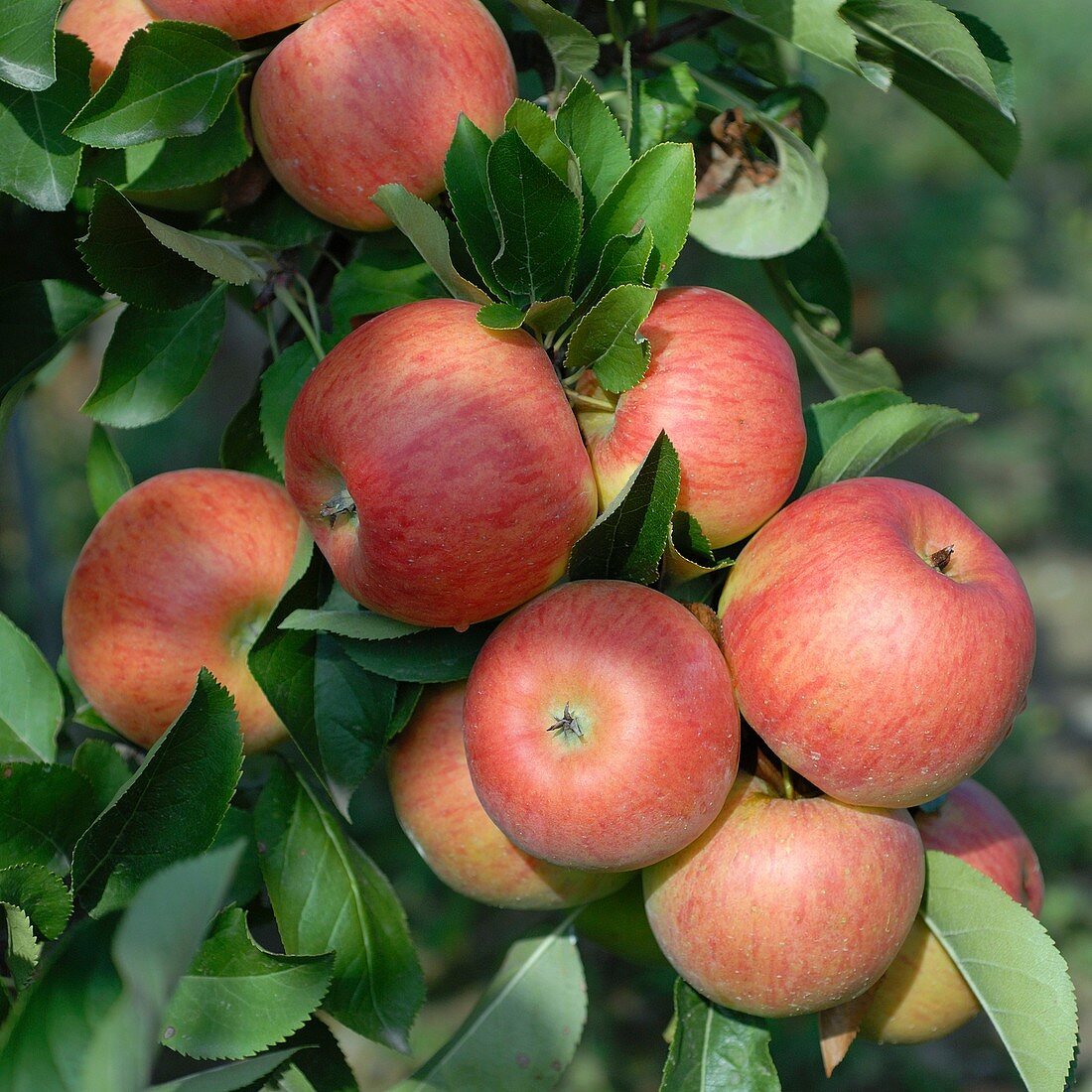 Apple (Malus domestica 'Topaz')